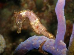 Sea Horse on a branch of soft coral. Taken at 1000 steps ... by Kimberlie Jennings 